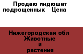 Продаю индюшат подрощенных › Цена ­ 550 - Нижегородская обл. Животные и растения » Птицы   